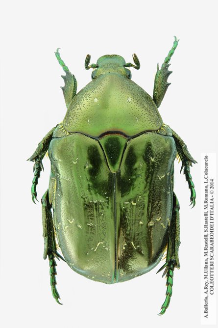 Protaetia marmorata marmorata